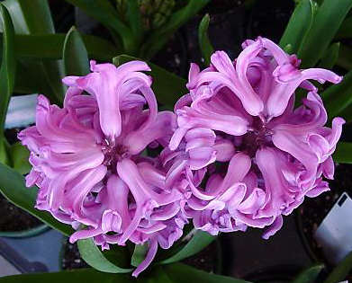 purpureus color 