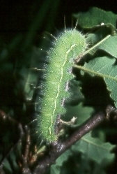 agrestes tineae 