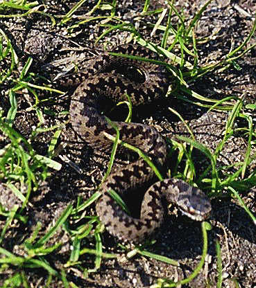 occidit serpentis dente recepto.