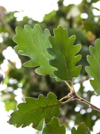 ilice detraxit virgam: virga aurea facta est.