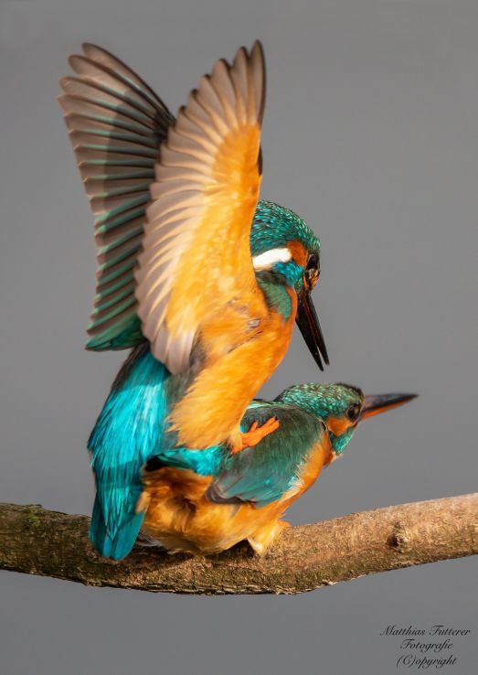 ambo alite mutantur.