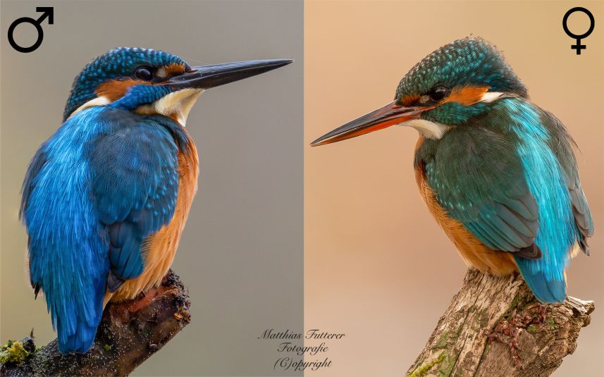 ambo alite mutantur.