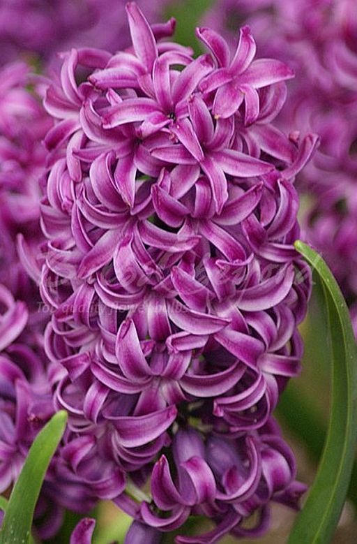 purpureum genuit florem. 