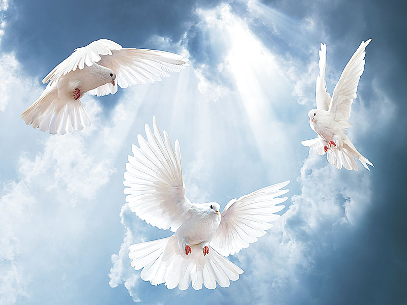  niveas abiere columbas 