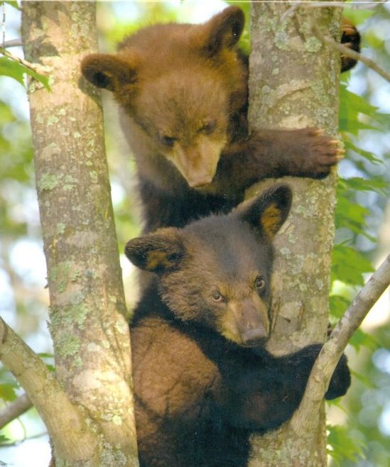 Nec tibi deliciae faciles...contingent. 