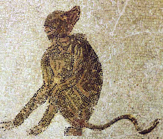 flaventi corpora villo  