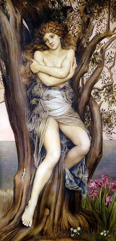 ille suos dryadas verterat in vultus.