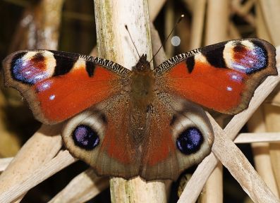 mutant cum papilione figuram. 