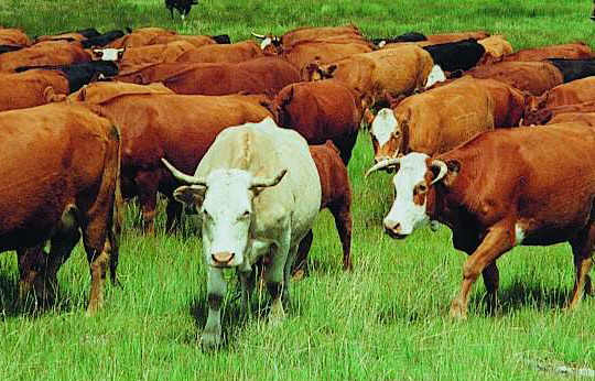 armentum regale... ad litora verte!