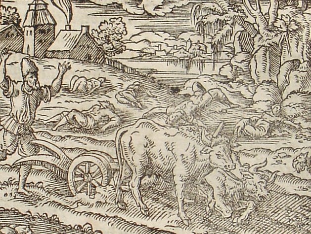 miratur arator tauros medioque recumbere sulco. 