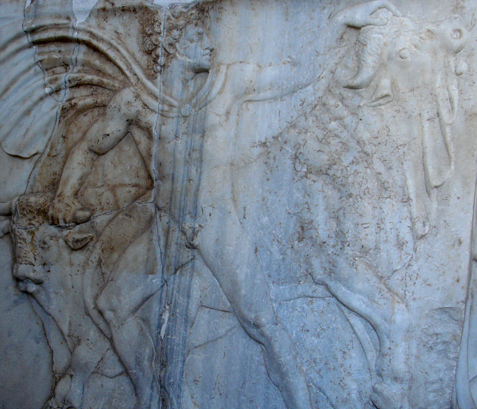 (tantum medicamina possunt!)...
mulcet palearia dextrasuppositosque iugo pondus grave cogit aratri ducere. 